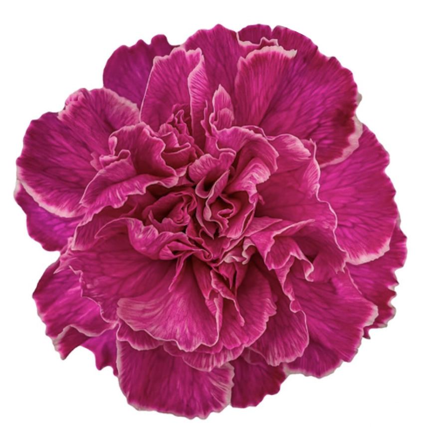 Carnation tinted cct-009