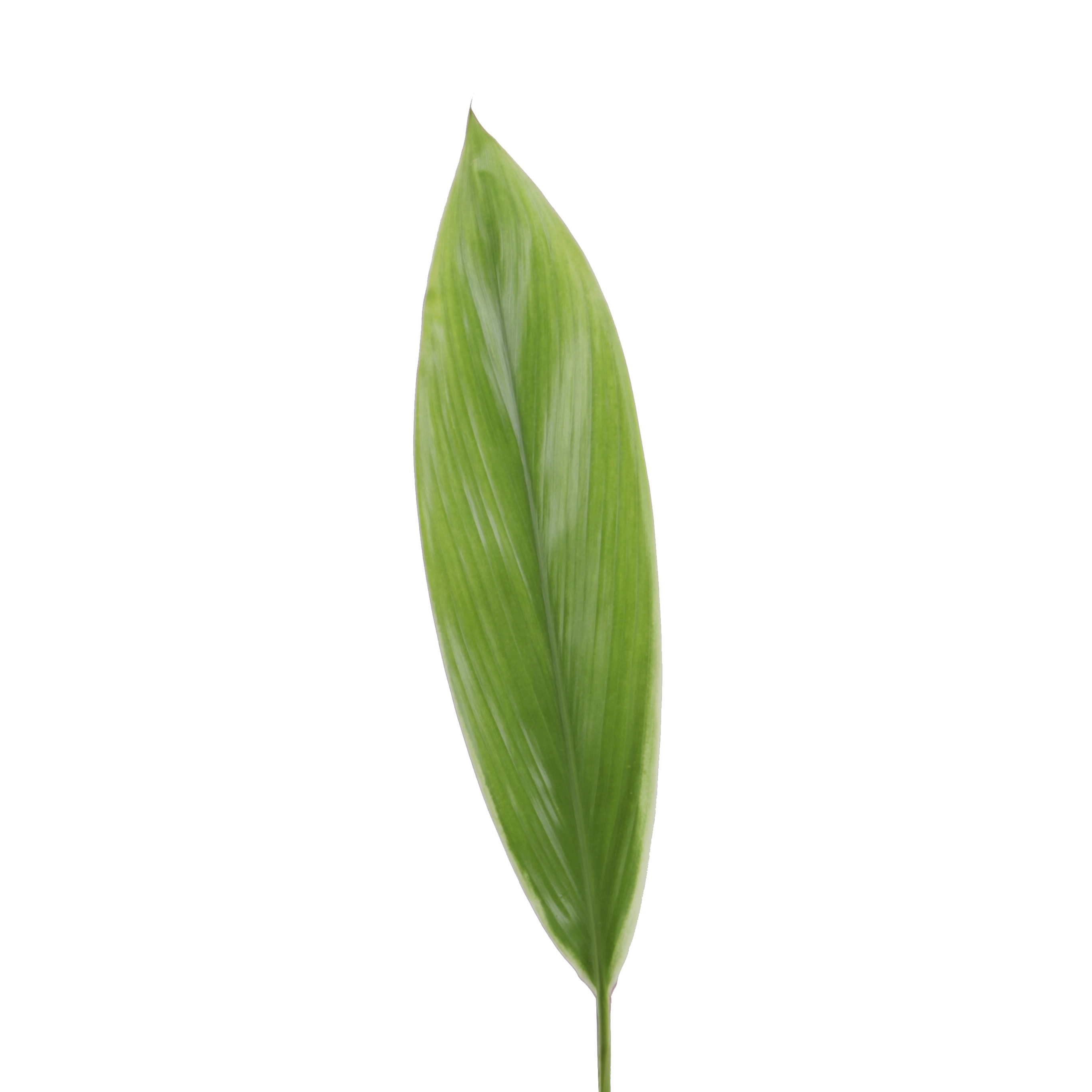 Blad Cordyline green