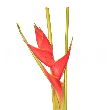 Heliconia red iris