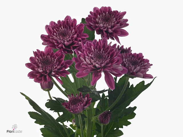 Chrysanthemum spray journey dark
