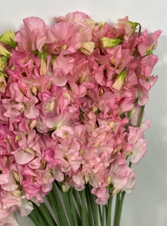 Lathyrus odoratus charlotte