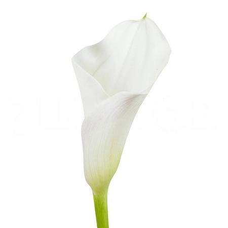 Zantedeschia captain ventura | Wholesale flowers, plants and supplies Zantedeschia captain ventura