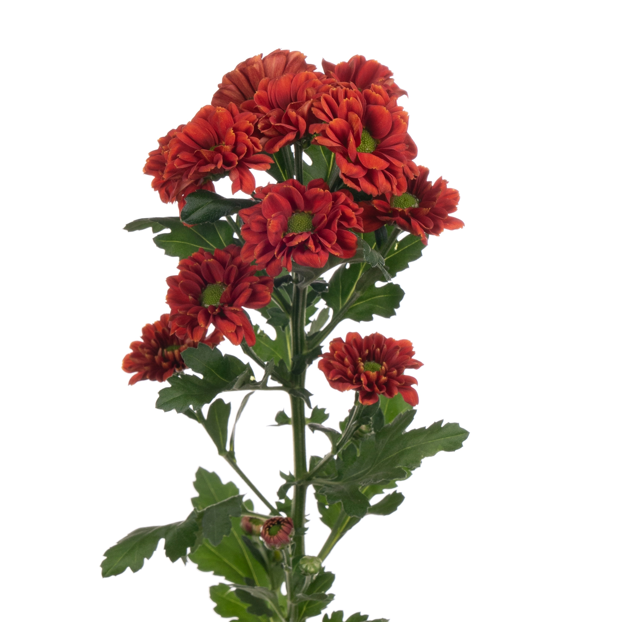Chrysanthemum santini melissa