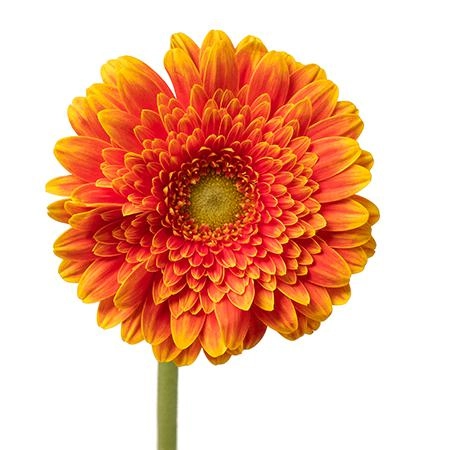 Gerbera mini franky