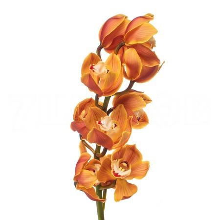 Cymbidium amalia