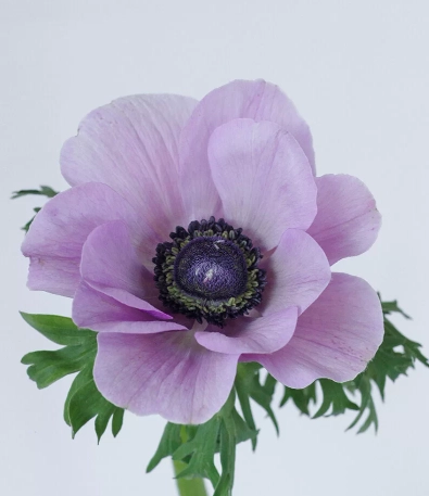 Anemone mistral soft purple