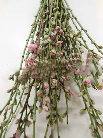 Branch Prunus Persica pink