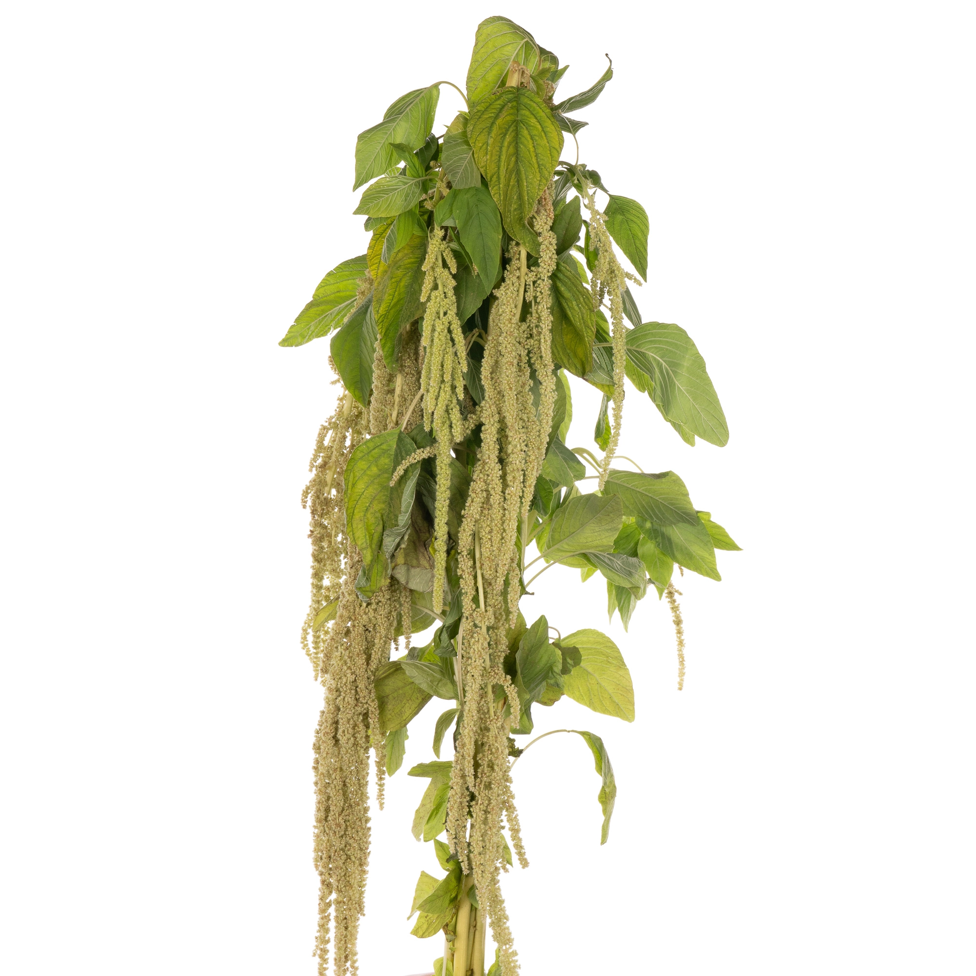 Amaranthus green pearl