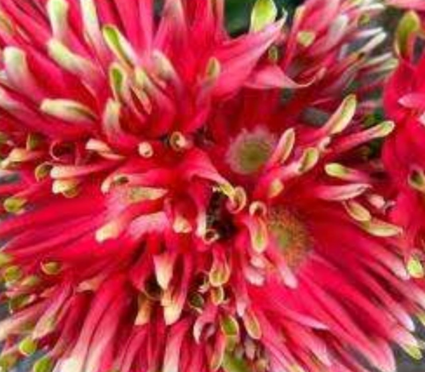 Gerbera victoria