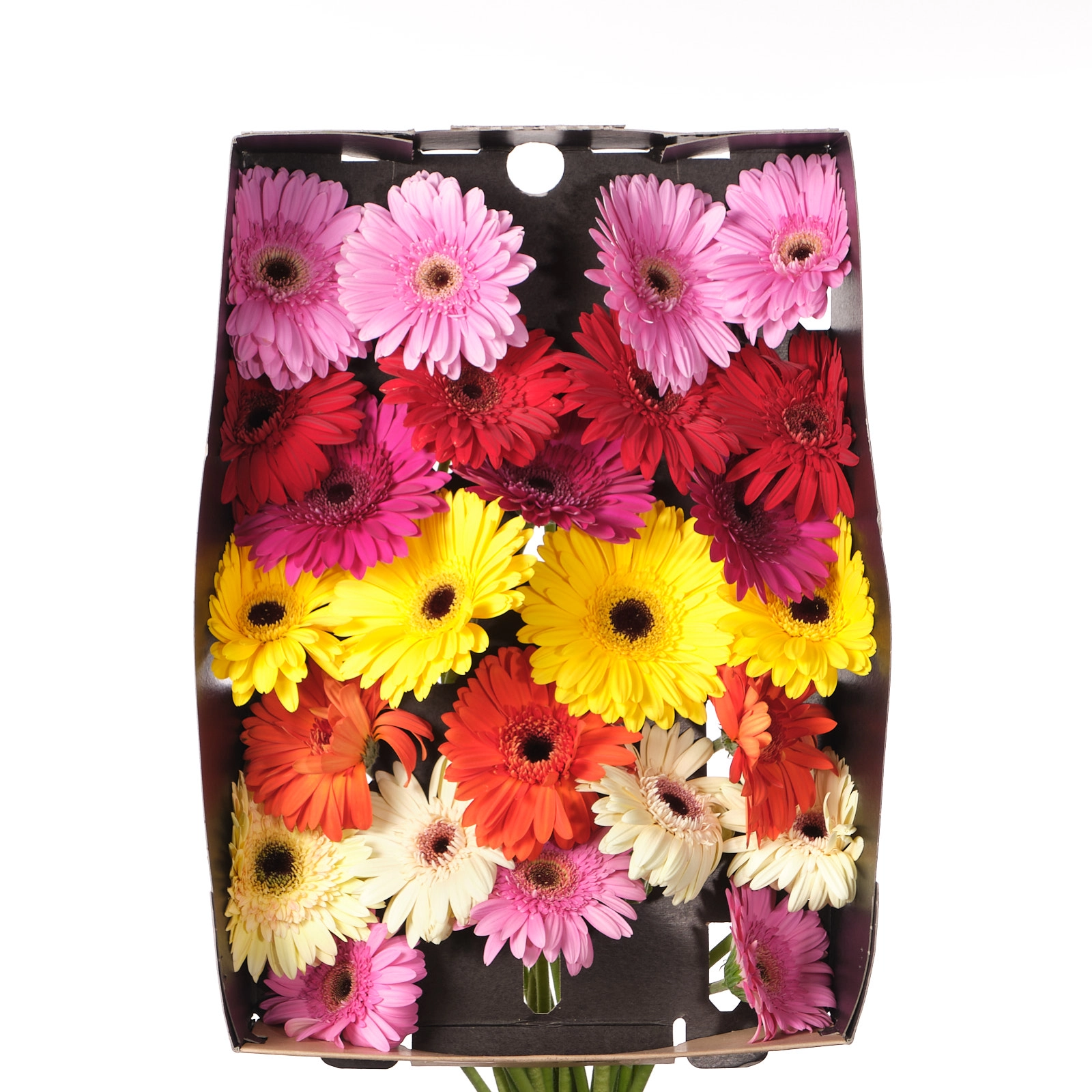 Gerbera mix | Wholesale flowers, plants and supplies Gerbera mix