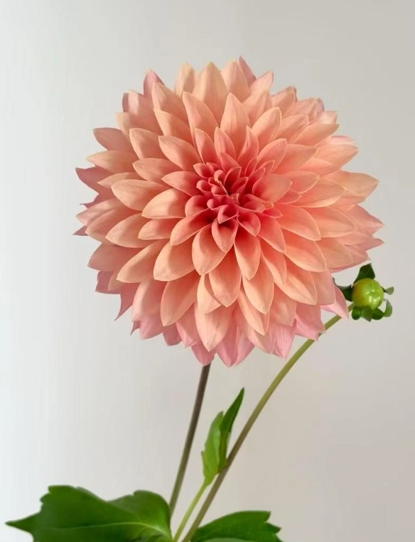 Dahlia salmon