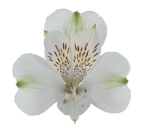 Alstroemeria freeze