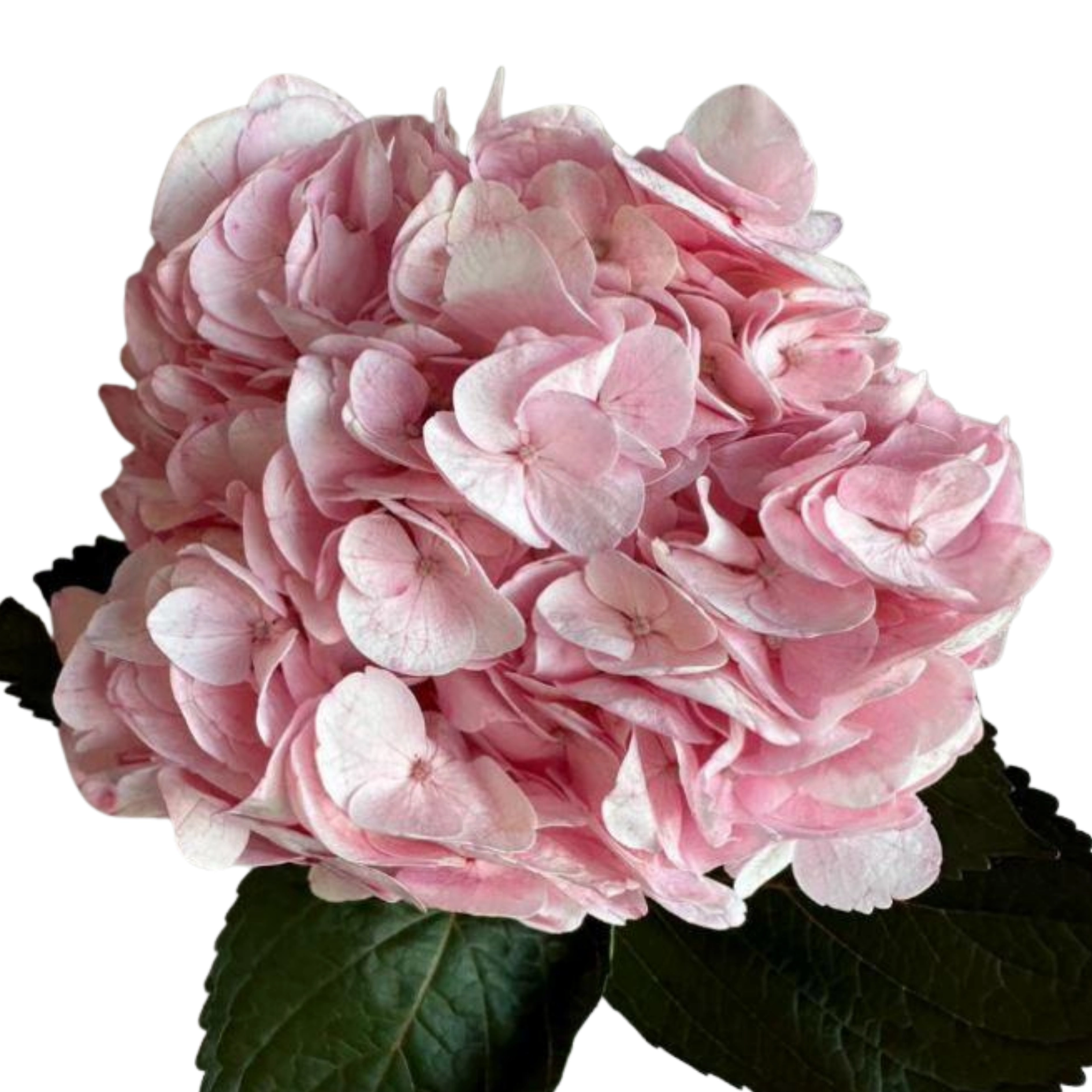 Hydrangea premium rebeca pink