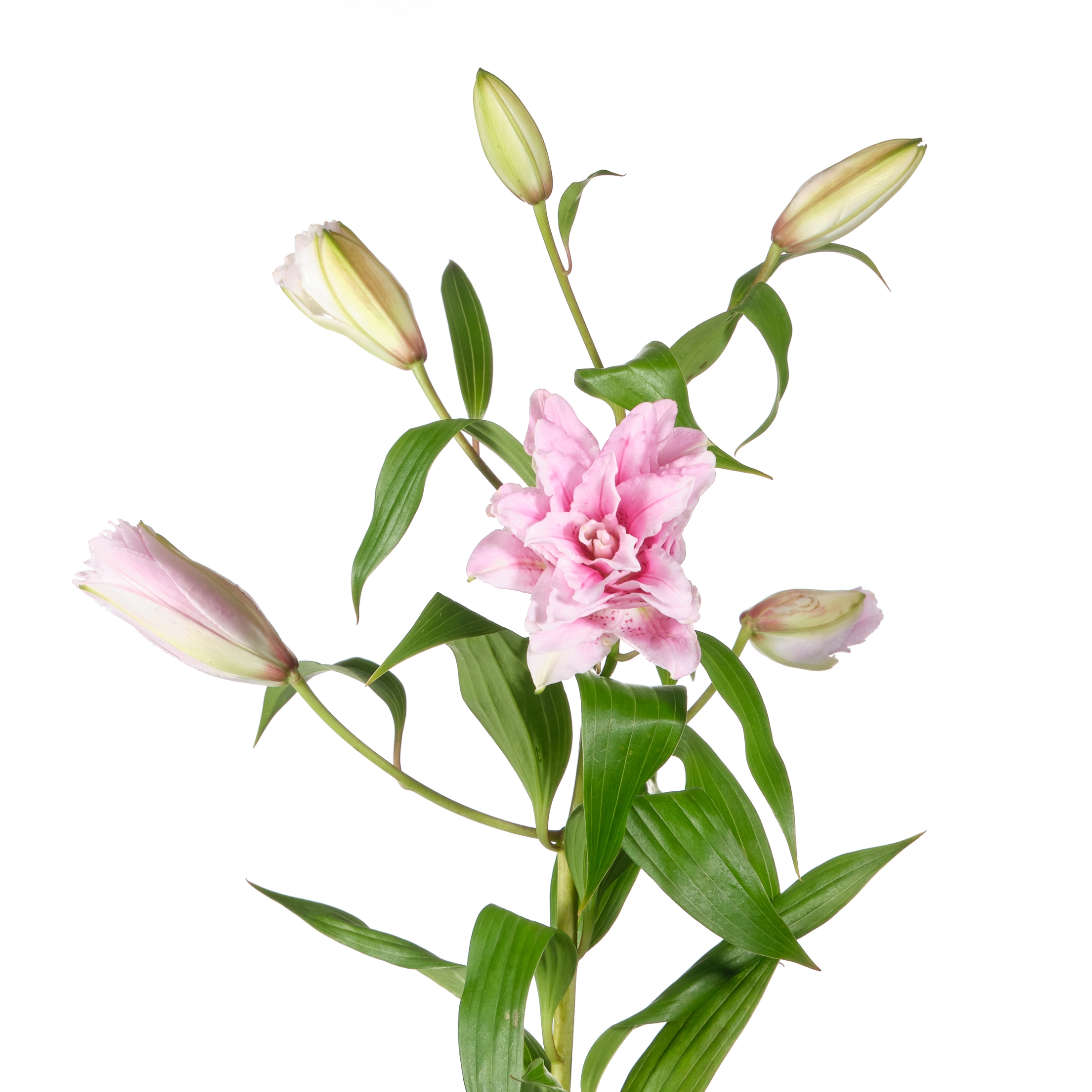 Lilium or roselily isabella | Wholesale flowers, plants and supplies Lilium or roselily isabella