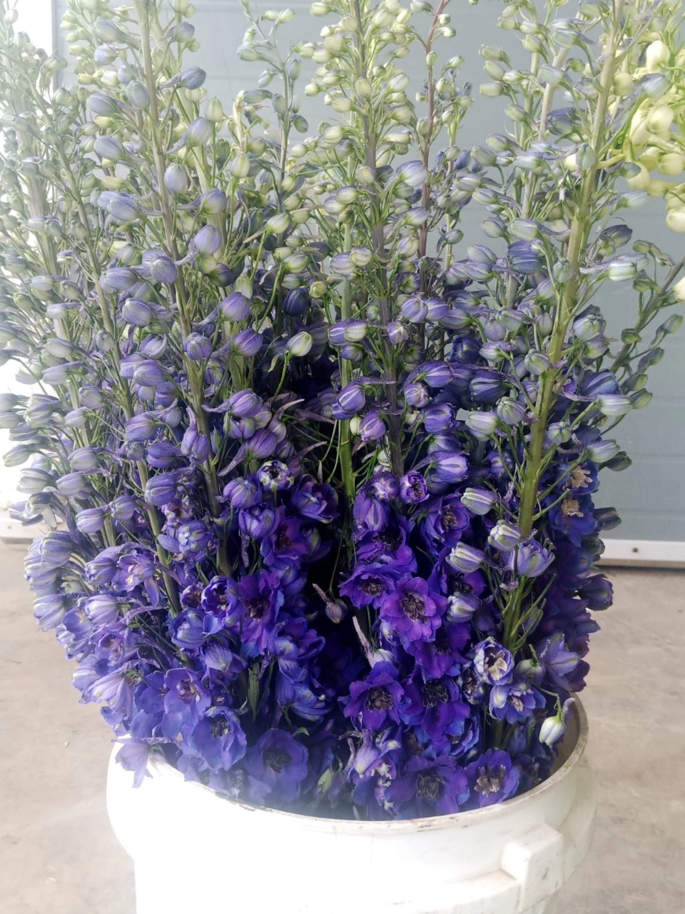 Delphinium elatum el purple