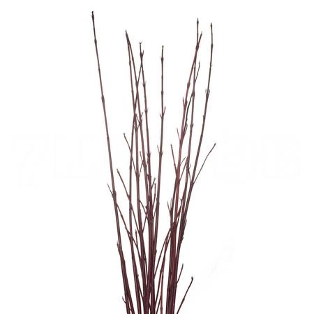 Branch Cornus sibirica