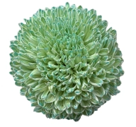 Chrysanthemum tinted emerald