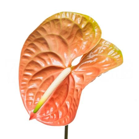 Anthurium terra