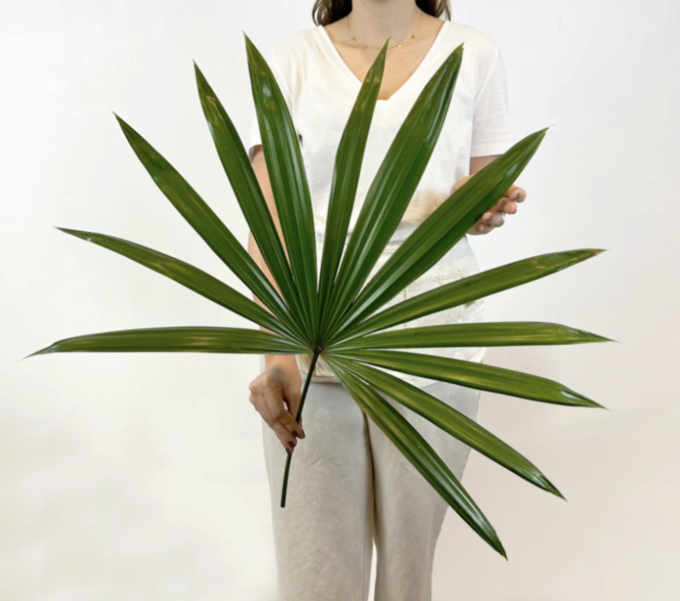 Blad Palm raphis