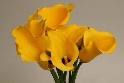 Zantedeschia yellow