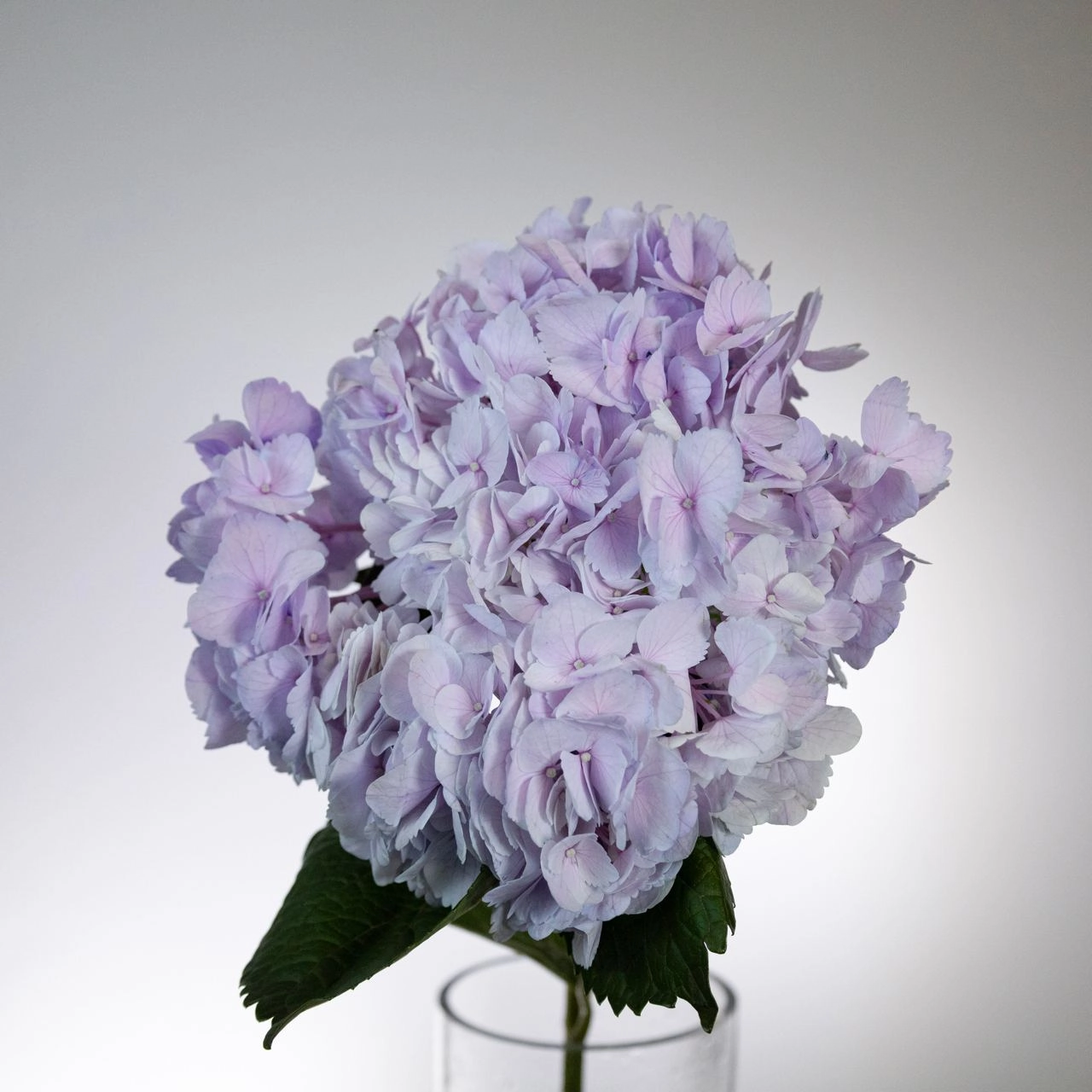 Hydrangea jumbo soft purple