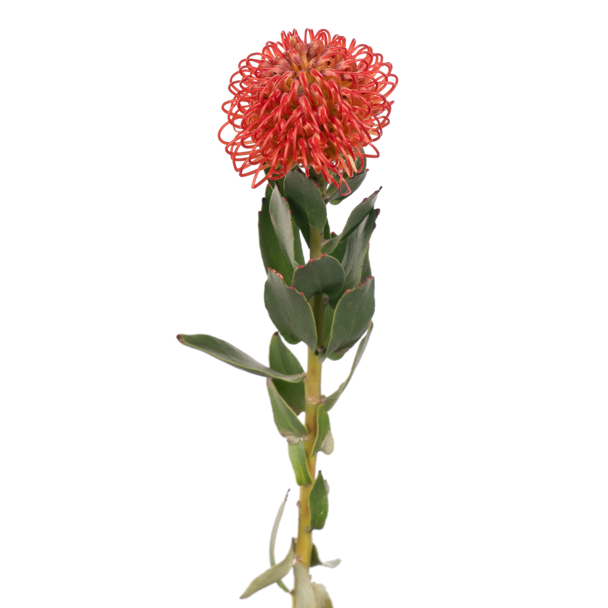 Leucospermum naomi