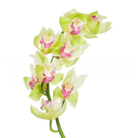 Cymbidium bremo