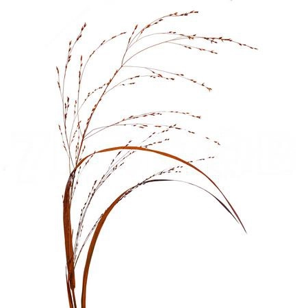 Panicum tinted orange