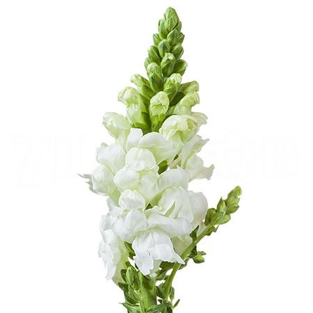 Antirrhinum antibes white