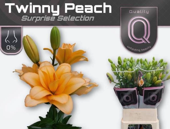 Lilium la twinny peach