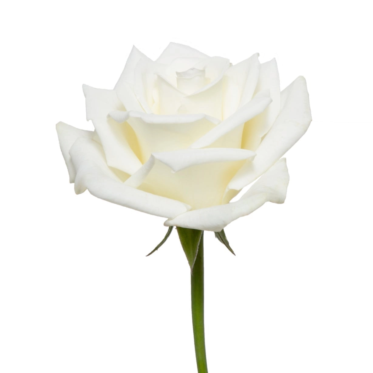 Rose escimo