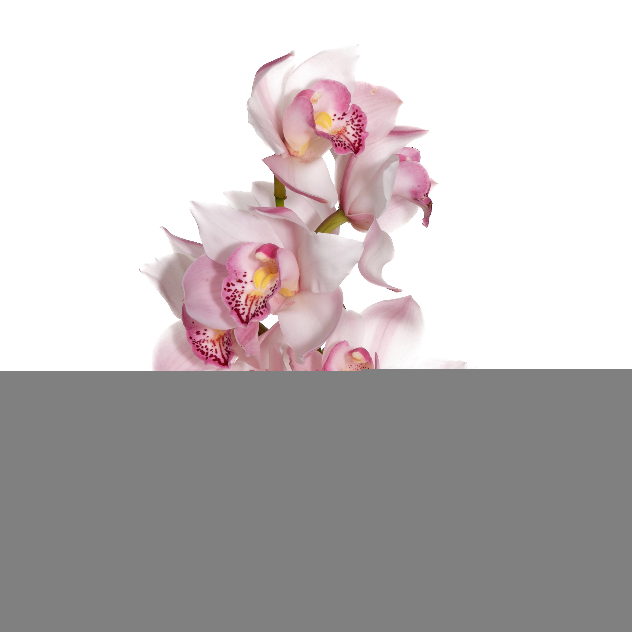Cymbidium light pink | Wholesale flowers, plants and supplies Cymbidium light pink