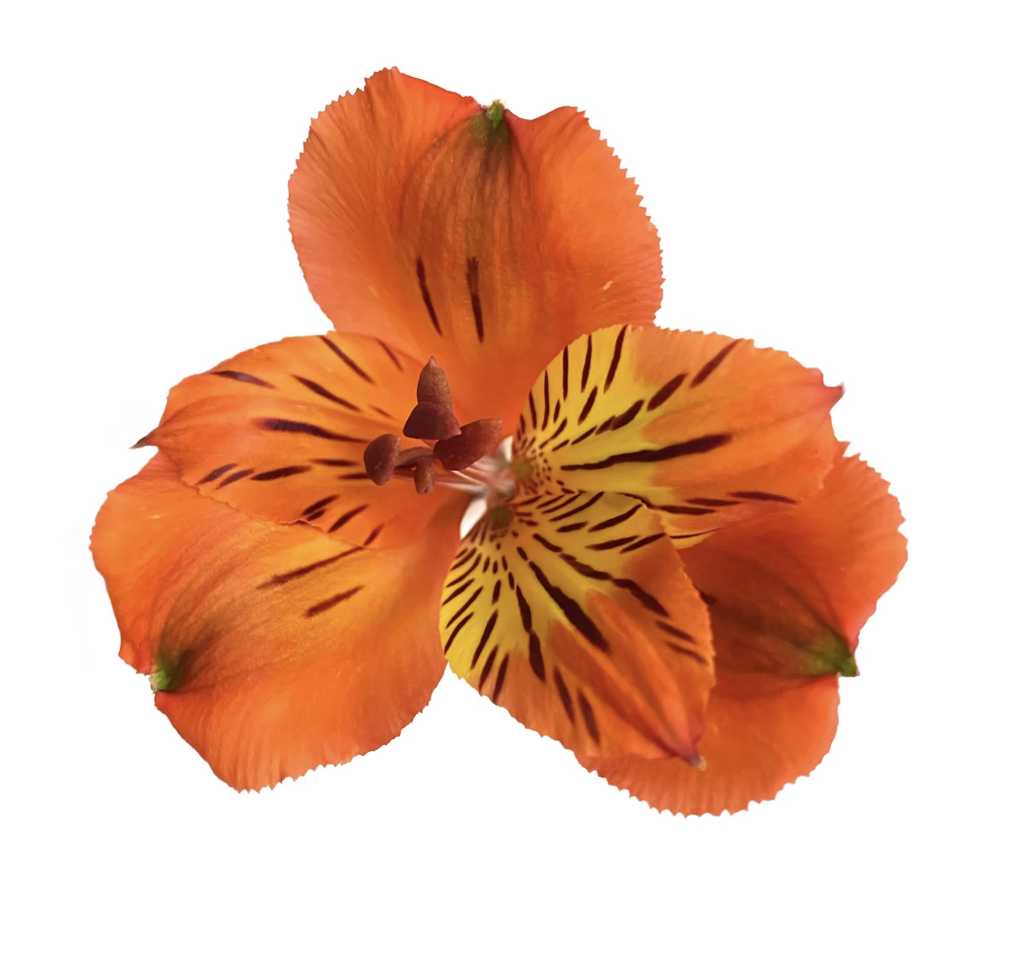 Alstroemeria select tampa | Wholesale flowers, plants and supplies Alstroemeria select tampa