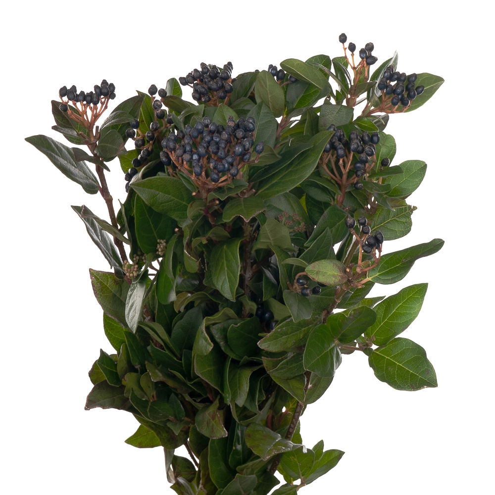 Viburnum blueberry hill
