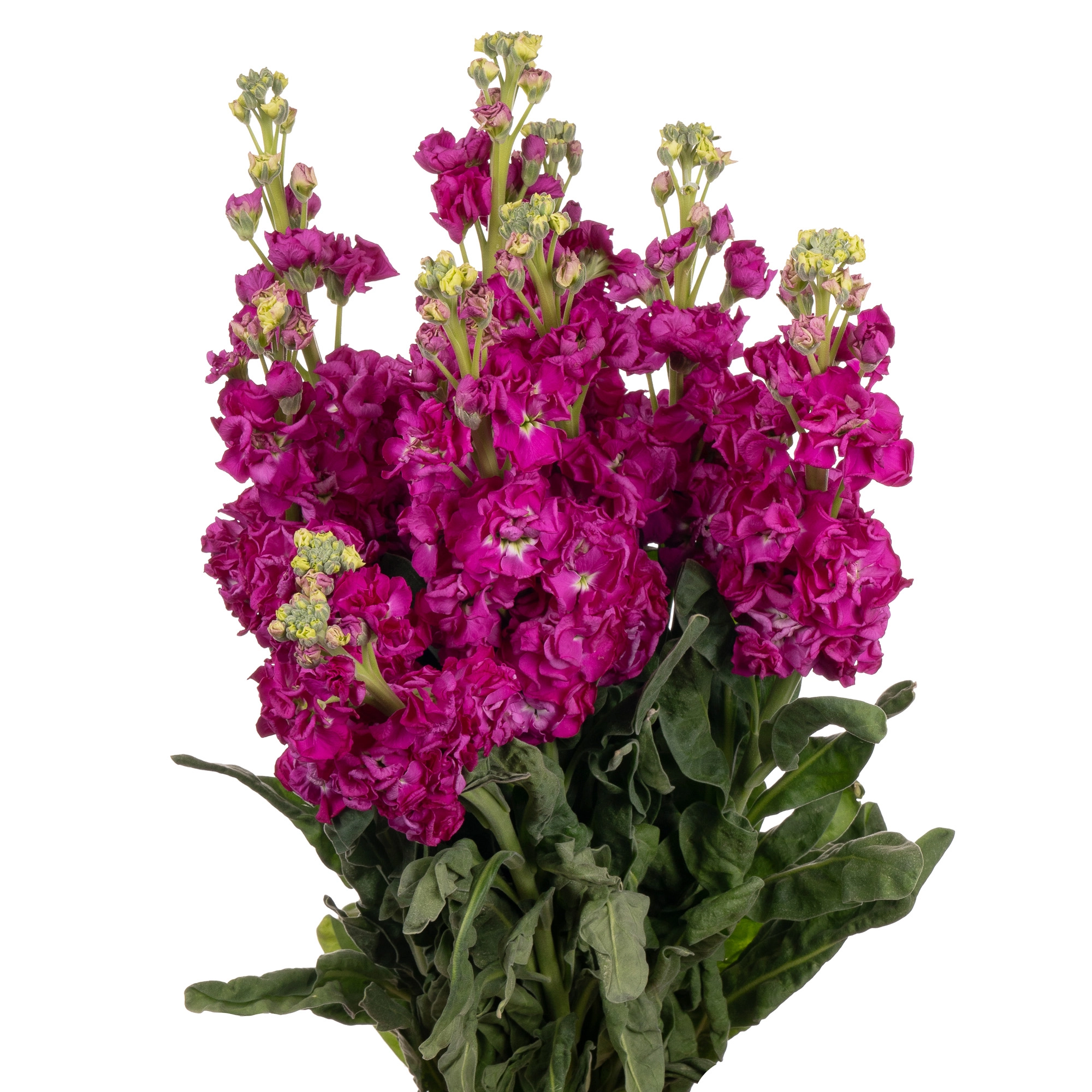 Matthiola dark pink
