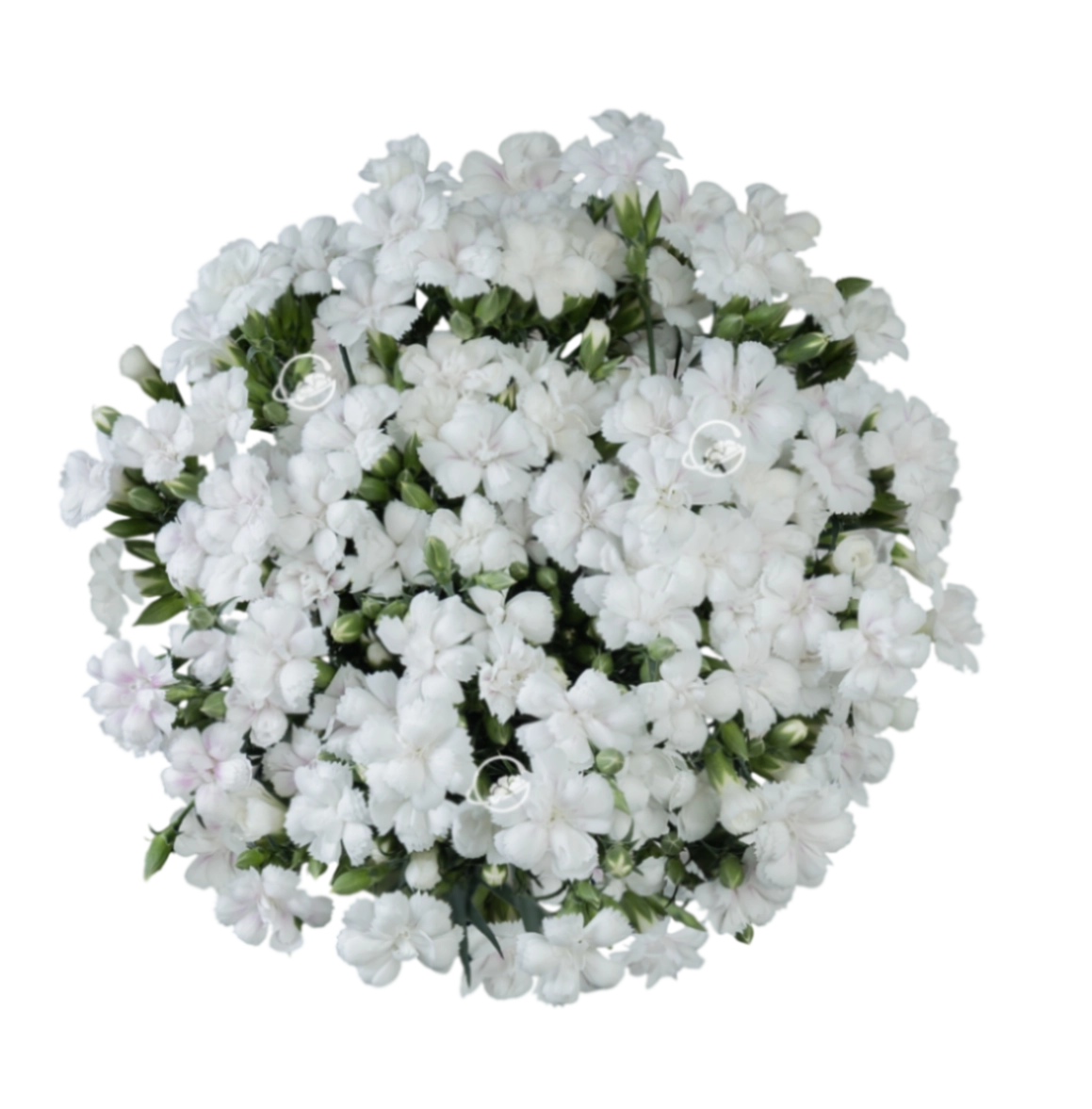 Carnation spray lilliput popcorn