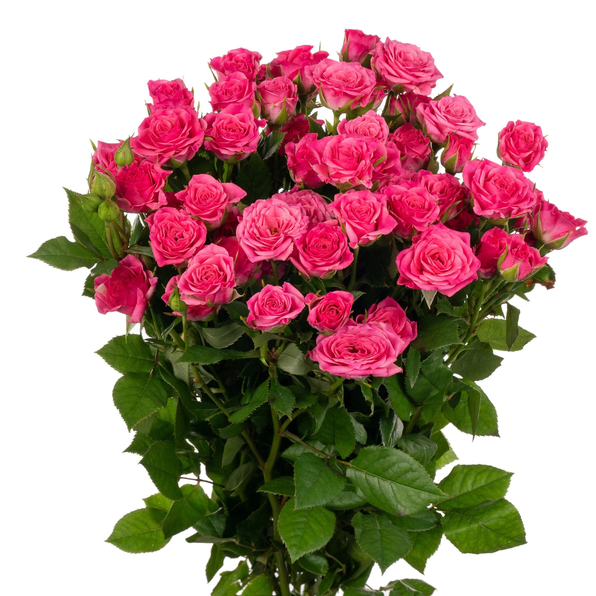 Rose spray lovely lydia