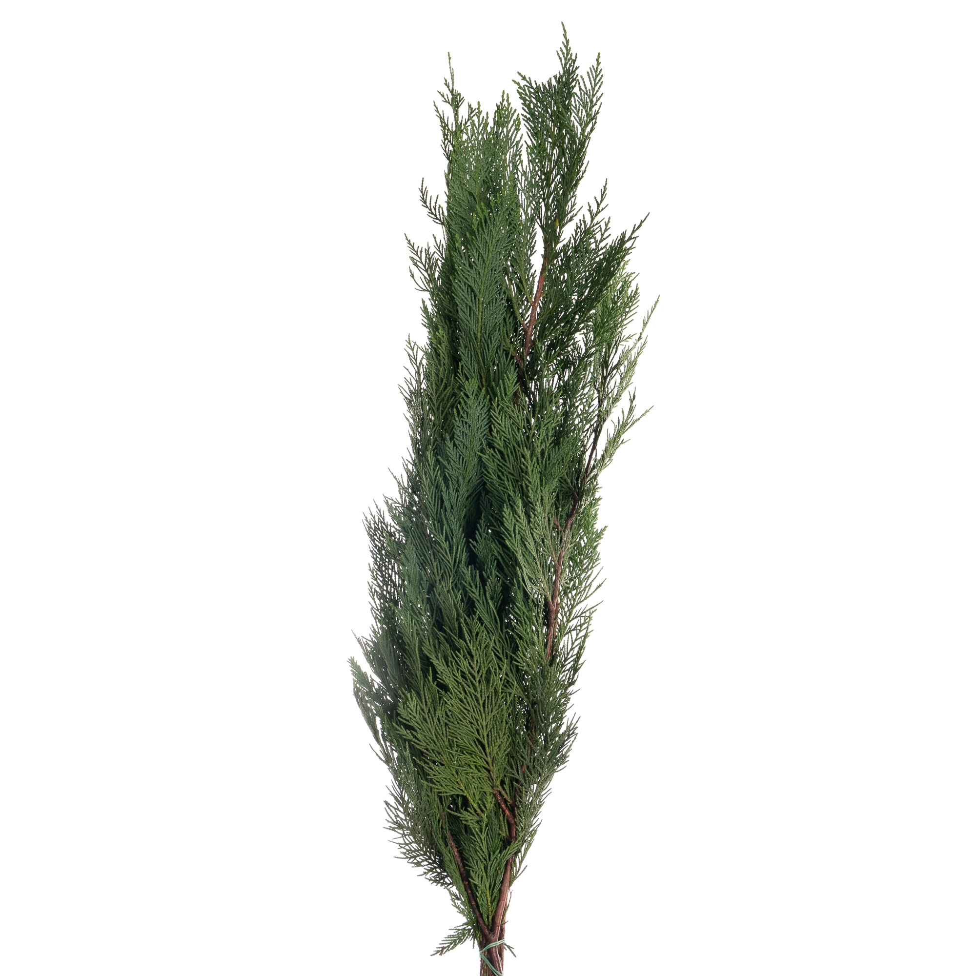 Branch Thuja