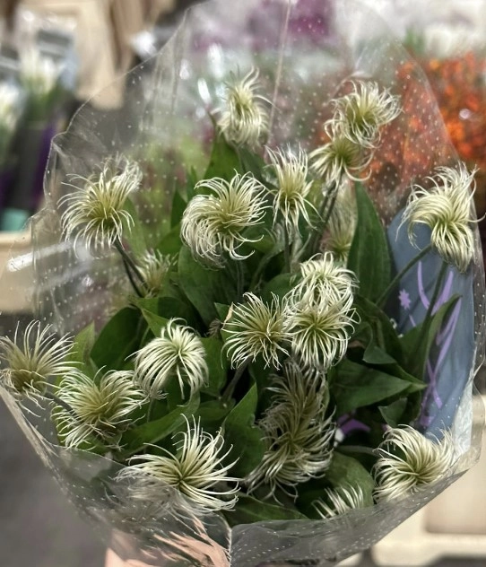 Clematis amazing rome | Wholesale flowers, plants and supplies Clematis amazing rome