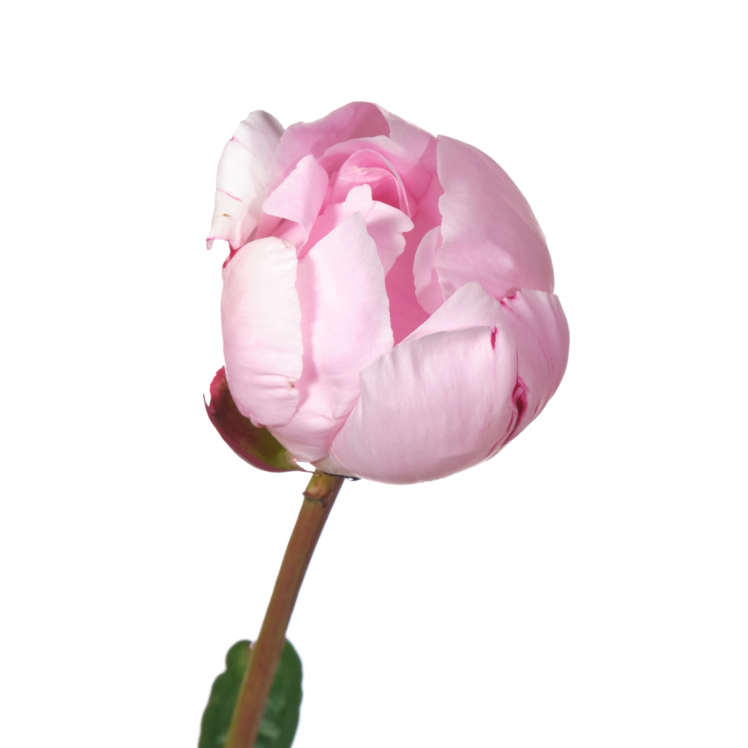 Paeonia reine hortense