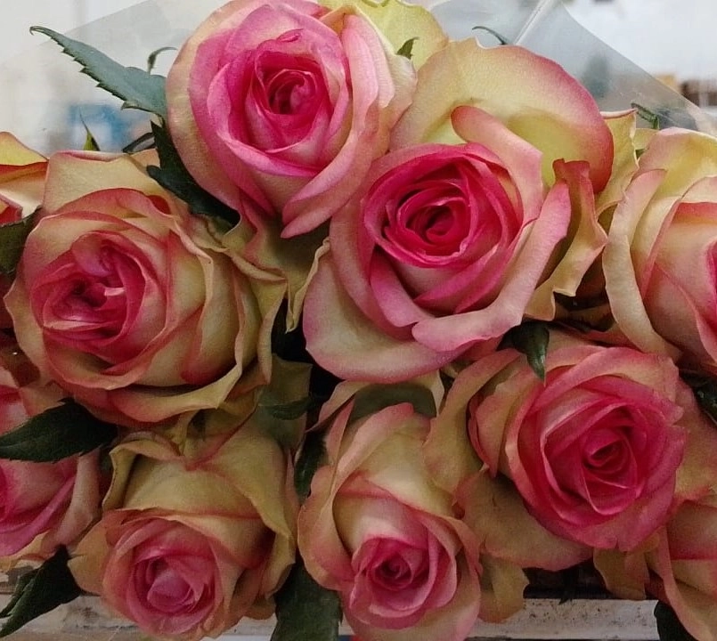 Rose blooz