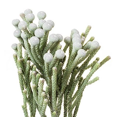 Kaaps brunia leaves | Wholesale flowers, plants and supplies Kaaps brunia leaves