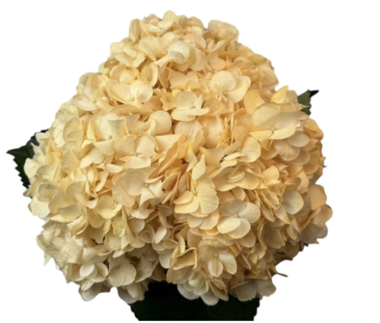 Hydrangea jumbo pastel light orange
