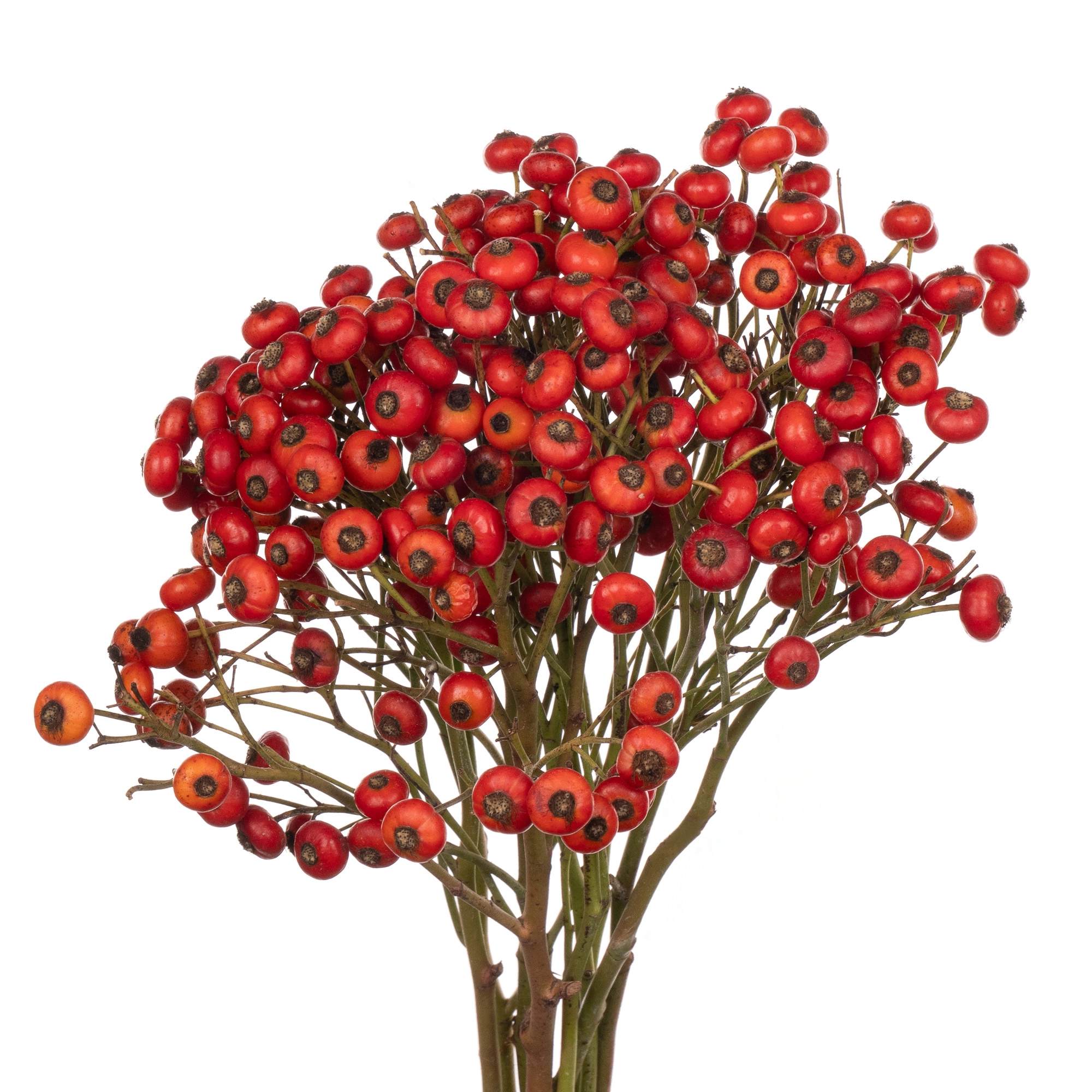 Rose rose hip magical delight