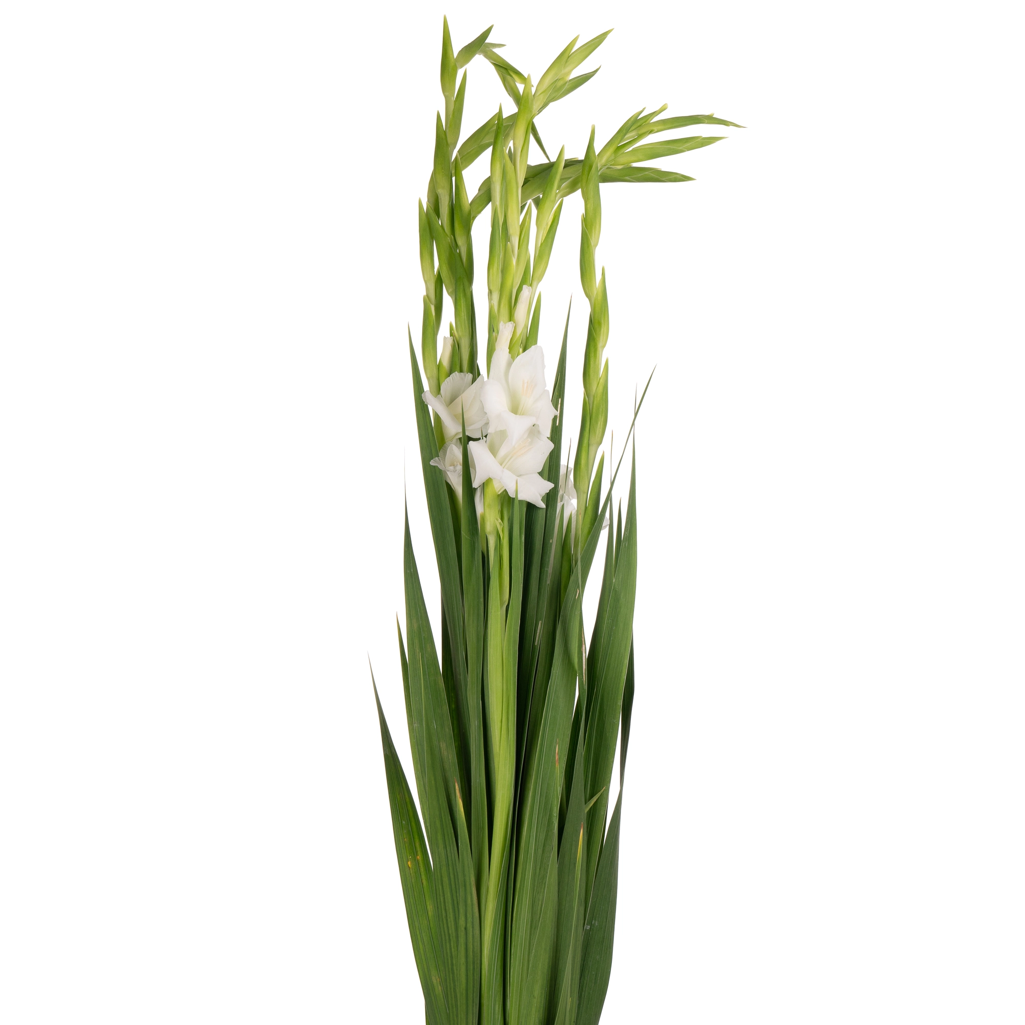 Gladiolus essential