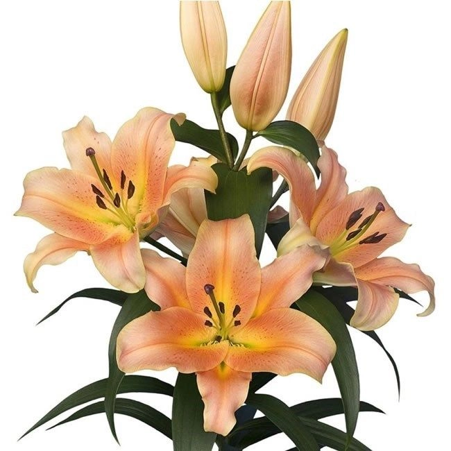 Lilium oriental zelmira