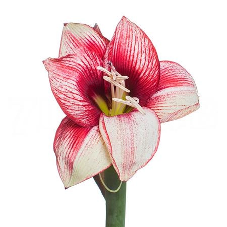 Hippeastrum showmaster