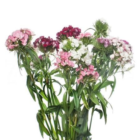 Carnation barbatus mix