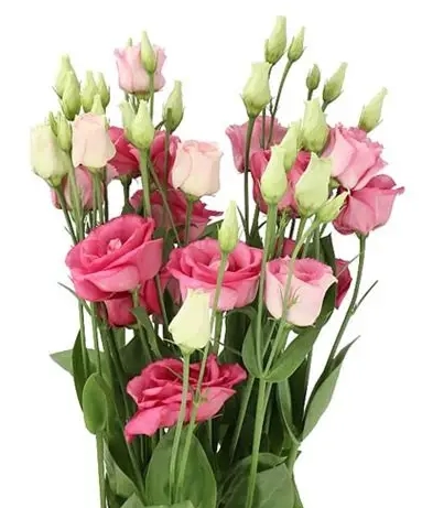 Eustoma double rosita pink