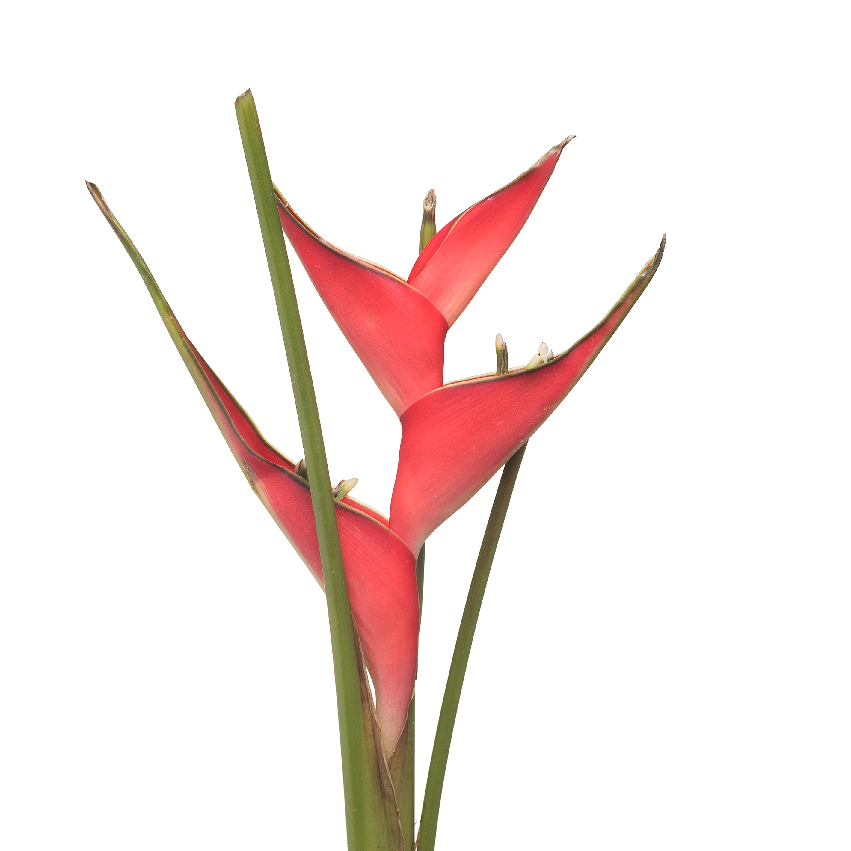 Heliconia caribaea